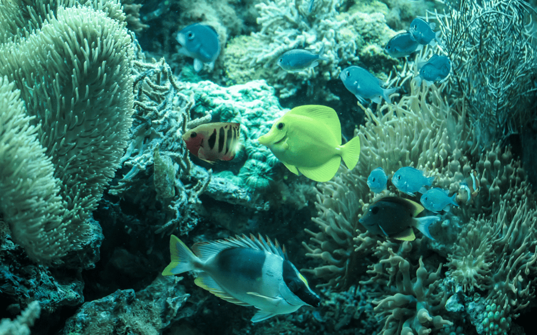 Surfing the Blue: Navigating Ocean-Funding Opportunities