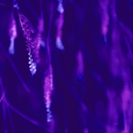 STEP - I&D&I Empresarial | Digital e Biotecnologia