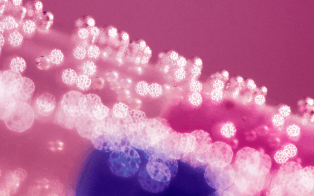 ANI distingue projeto que elimina microplásticos na agricultura com nanomembranas biodegradáveis