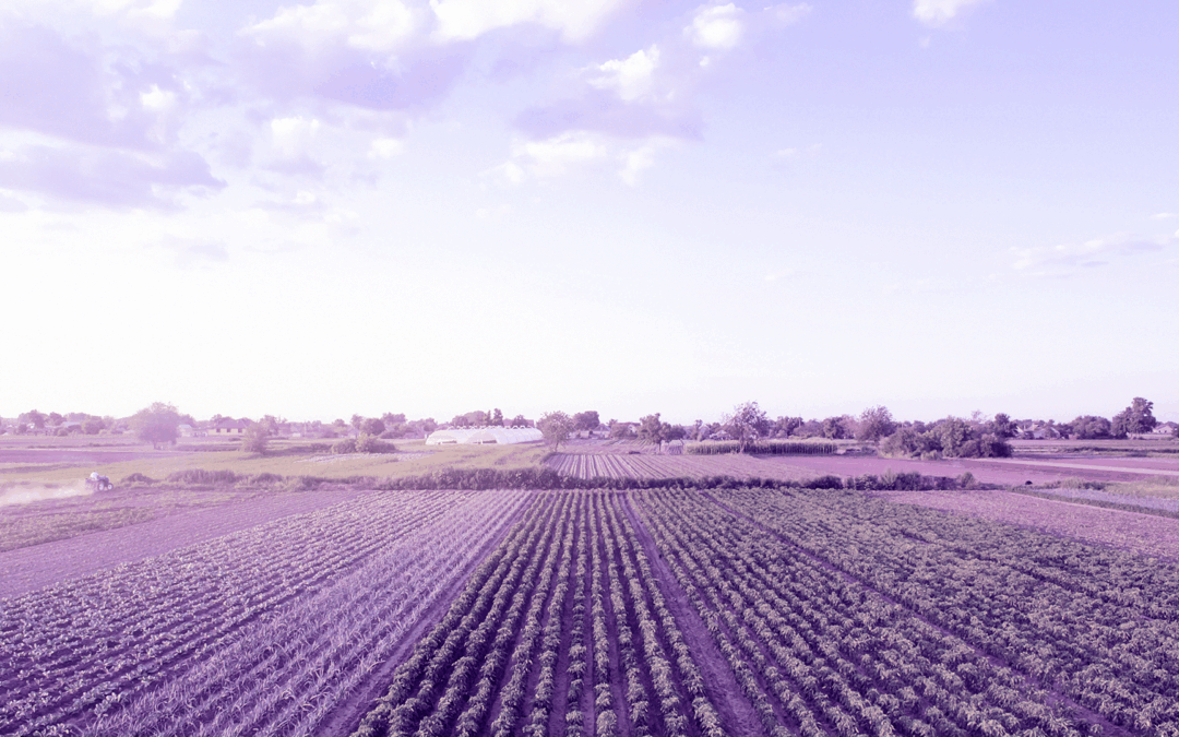 PRIMARY Open Call abre candidaturas para apoiar consórcios na validação de soluções no setor agroalimentar