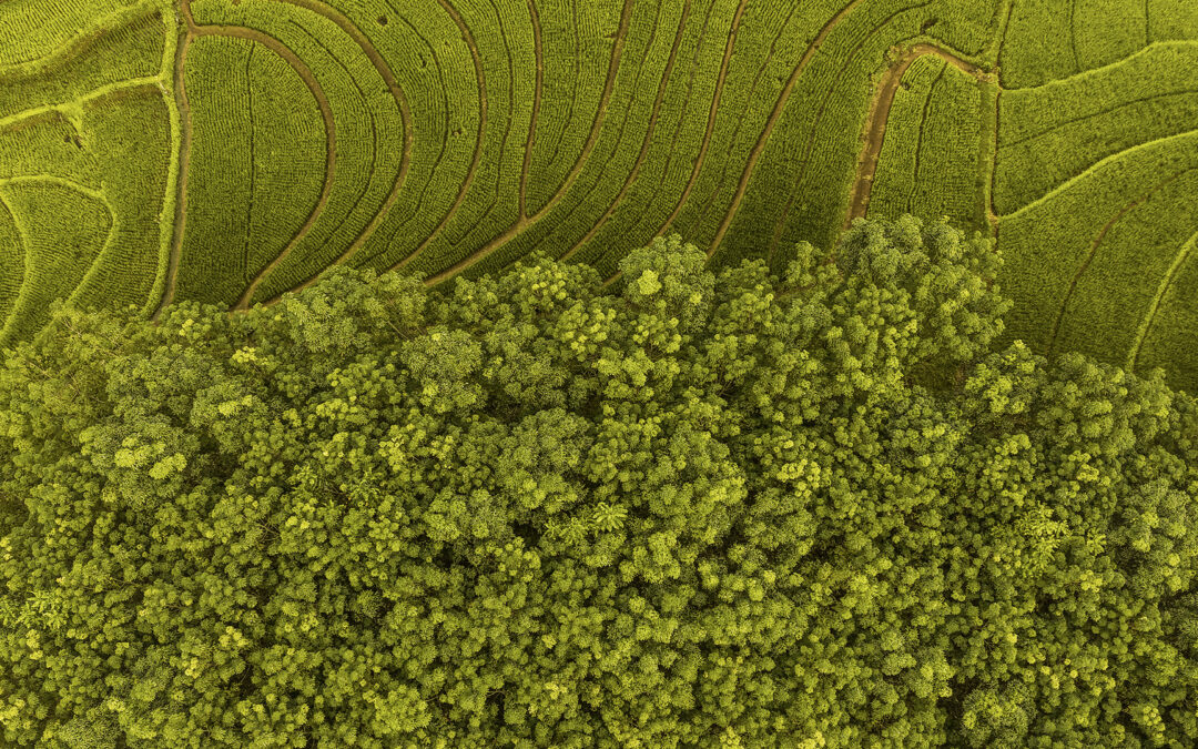 Europa procura investidores para acelerar a transição para a Bioeconomia